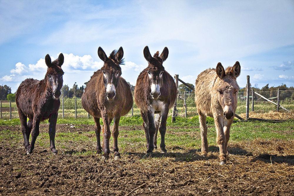 הוילה טרקיניה Agriturismo Podere Giulio מראה חיצוני תמונה